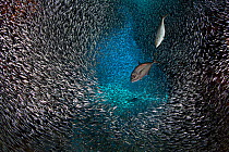 Pair of Bar jacks (Caranx ruber) hunting Silversides (Atherinidae) inside cave. Devil's Grotto, George Town, Grand Cayman, Cayman Islands, British West Indies. Caribbean Sea.