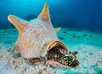 Queen conch (Strombus gigas) extending its proboscis and stalked eyes at it moves across the sand by coral reef. East End, Grand Cayman, Cayman Islands, British West Indies. Caribbean Sea.