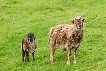 Soay sheep (Ovis aries) mother and lamb, St Kilda, Outer Hebrides, Scotland. May.