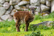 Soay sheep (Ovis aries) lamb nibbles on grass beside a mossy stone. St Kilda, Outer Hebrides, Scotland. May.