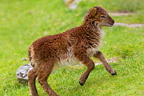 Soay sheep (Ovis aries) lamb running. St Kilda, Outer Hebrides, Scotland. June.