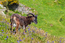 Soay sheep (Ovis aries) ram feeding amongst flowering bluebells (Hyacinthoides non-scripta). Lundy, Devon, United Kingdom. May.