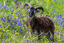 Soay sheep (Ovis aries) ram feeding amongst flowering bluebells (Hyacinthoides non-scripta). Lundy, Devon, United Kingdom. May.