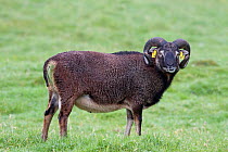 Soay sheep (Ovis aries) ram in a field. One of the oldest breeds of domestic sheep. St Kilda, Outer Hebrides, Scotland. August.
