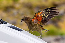 Juvenile Kea (Nestor notabilis) playing on the front of a car in a car park, with raised wings showing the red underwing. Homer Tunnel, Fiordland National Park, New Zealand, February. Vulnerable speci...