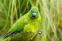 Adult male Antipodes Island parakeet (Cyanoramphus unicolor) in fresh plumage, feeding. Auckland Zoo, Auckland, New Zealand, February. Captive, Vulnerable species.