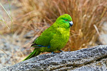 Adult female Antipodes Island parakeet (Cyanoramphus unicolor) in fresh plumage, standing on a rock with tussocks in the background. Auckland Zoo, Auckland, New Zealand, February. Captive, Vulnerable...