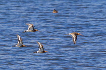 Four black-tailed godwit (Limosa limosa) in flight over a pond, showing upper and underwing pattern. Tresco, Isles of Scilly, United Kingdom. August.
