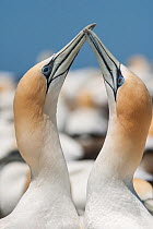 Pair of Australasian gannets (Morus serrator) crossing bills during courtship display. Cape Kidnappers, Hawkes Bay, New Zealand, November.