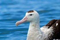 Adult New Zealand albatross (Diomedea antipodensis) sitting on the water. This is the Antipodean subspecies. Kaikoura, Canterbury, New Zealand, December. Vulnerable species.