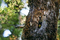 Adult female Yellowhead (Mohoua ochrocephala) peering out from the entrance to its nest in a beech (Nothofagus) tree. Haast Pass, West Coast, New Zealand, January. Endangered species.