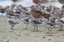 Flock of adult Red knots (Calidris canutus) in non-breeding plumage, with individuals on the right moulting into breeding plumage. Bar-tailed godwit (Limosa lapponica) also moulting into breeding plum...