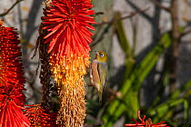 Adult male Silvereye (Zosterops lateralis) feeding on Kniphofia inflorescence. Havelock North, Hawkes Bay, New Zealand, July.