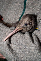 Adult male Northern brown kiwi (Apteryx mantelli) held by conservationist, with head and bill showing the long cat-like whiskers and ivory coloured bill with the nostrils placed at the tip. Boundary S...