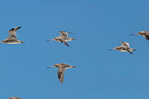 Flock of Bar-tailed godwits (Limosa lapponica) in non-breeding plumage, flying against a blue sky. Miranda, Auckland, New Zealand, November.