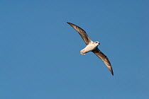 White-headed petrel (Pterodroma lessonii) in flight against a blue sky, showing the underwing. Southern Ocean between New Zealand and South America. February.