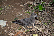Adult Grey-faced petrel (Pterodroma gouldi) sitting outside its nesting burrow at a breeding colony. Cuvier Island, Coromandel, New Zealand, August.