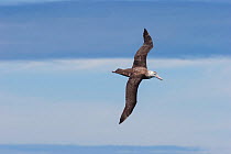 New Zealand albatross (Diomedea antipodensis) in flight at sea, showing upperwing. Kaikoura, Canterbury, New Zealand, October. Vulnerable species.