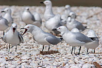 Adult Black-billed gulls (Larus bulleri) with bills open, calling noisely whilst displaying at the breeding colony. Miranda, Auckland, New Zealand, October. Endangered species.