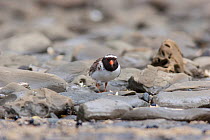 Adult male Shore plover (Thinornis novaeseelandiae) in worn plumage amongst a rocky shoreline. Beehive Island, Auckland, New Zealand, October. Endangered species.
