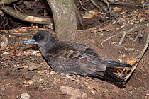 Wedge-tailed shearwater (Puffinus pacificus) on the ground outside its nesting burrow. Meyer Islets, Kermadec Islands, New Zealand, November.
