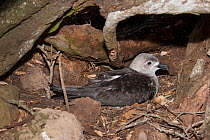 Intermediate morph adult Kermadec petrel (Pterodroma neglecta) at a nest on the surface of the ground. Meyer Islets, Kermadec Islands, New Zealand, November.