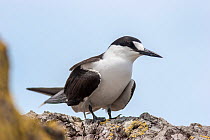 Adult Sooty tern (Onychoprion fuscatus) in breeding plumage, perched near the breeding colony. Meyer Islets, Kermadec Islands, New Zealand, November.