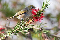 Adult female Silvereye (Zosterops lateralis) feeding on nectar, with worn plumage. Christchurch, Canterbury, New Zealand, December.