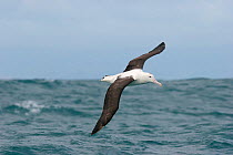Immature Northern Royal albatross (Diomedea sanfordi) in flight over the ocean, showing upperwing. The dark tail tips and small amount of dark on cap identify this bird as an immature. Kaikoura, Cante...