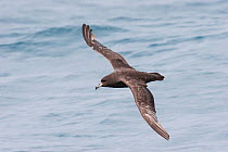Westland petrel (Procellaria westlandica) in flight showing upperwing with heavy moult in the outer wing. Kaikoura, Canterbury, New Zealand, December. Vulnerable species.