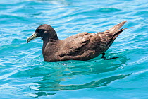 White-chinned petrel (Procellaria aequinoctialis) resting on the water. Note the worn wing coverts. Kaikoura, Canterbury, New Zealand, December. Vulnerable species.