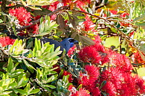 Adult kokako (Callaeas wilsoni) perched in a flowering Pohutukawa tree (Metrosideros excelsa) and feeding on nectar. Tiritiri Matangi Island, Auckland, New Zealand, December. Endangered species.