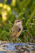 Adult female South Island / Rock wren (Xenicus gilviventris) perched on a mossy rock in the alpine zone. Homer Tunnel, Fiordland National Park, New Zealand, January. Vulnerable species.