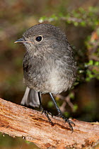 Juvenile South Island robin (Petroica australis) perched on a log on the forest floor. Lake Gunn, Fiordland National Park, New Zealand, February.