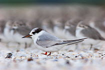Immature Fairy tern (Sternula nereis davisae) resting on a shellbank. This is the incredibly endangered New Zealand subspecies which has less than 50 individuals remaining. Miranda, Auckland, New Zeal...