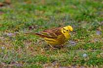 Adult male Yellowhammer (Emberiza citrinella) in fresh plumage, feeding on the ground. Kaikoura, Canterbury, New Zealand, August. Introduced species in New Zealand.