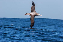 Adult New Zealand albatross (Diomedea antipodensis) in flight over the sea, showing the upperwing. Kaikoura, Canterbury, New Zealand, August. Vulnerable species.