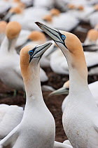 Adult male Cape gannet (Morus capensis) (right) and a female Australasian gannet (Morus serrator) (left) courting at a nest site. Cape Kidnappers, Hawkes Bay, New Zealand, September.