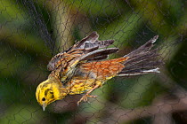 Adult male Yellowhammer (Emberiza citrinella) captured in a mist-net during scientific research. Little Barrier Island, Auckland, New Zealand, September. Introduced species in New Zealand.