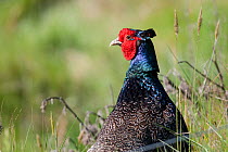 Adult male hybrid pheasant, Common X Green pheasant hybrid (Phasianus colchicus X Phasianus versicolor) peering from amongst tall grass. Cape Kidnappers, Hawkes Bay, New Zealand, October. Introduced s...