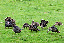 Rafter of Feral turkeys (Meleagris gallopavo), both male and female, feeding in an open grassy field. Boundary Stream Mainland Island, Hawkes Bay, New Zealand, November.