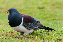 Adult Chatham Island pigeon (Hemiphaga chathamensis) feeding on clover and grasses on the ground. Tuku Valley, Chatham Island, New Zealand, November. Vulnerable species.