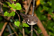 Adult female Tomtit (Petroica macrocephala chathamensis) perched on a branch in forest whilst foraging. Pitt Island, Chatham Islands, New Zealand, November.