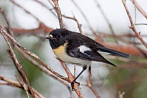 Adult male Tomtit (Petroica macrocephala chathamensis) perched on a branch in forest whilst foraging. Pitt Island, Chatham Islands, New Zealand, November.