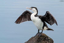 Pied cormorant (Phalacrocorax varius) standing on a rock with wings outspread drying. Christchurch, Canterbury, New Zealand, December.