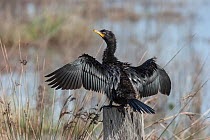 Juvenile Little pied cormorant (Phalacrocorax melanoleucos) perched on a post with wings outspread drying. Muddy Creek, Hawkes Bay, New Zealand, July.