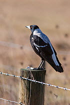 Adult female Australian magpie (Gymnorhina tibicen) perched on the top of a post. St Anne's Lagoon, Canterbury, New Zealand, July.