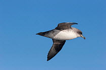 Grey petrel (Procellaria cinerea) in flight showing the underwing, against a blue sky. Kaikoura, Canterbury, New Zealand, July. Near threatened.