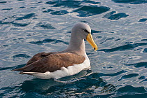 Adult Chatham albatross (Thalassarche eremita) sitting on the water showing the diagnostic yellow bill with dark tip. Off Gisborne, East Coast, New Zealand, August. Vulnerable species.