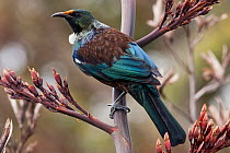 Adult male Tui (Prosthemadera novaeseelandiae) perched on a New Zealand flax (Phormium) flowerhead whilst foraging for nectar. Note the yellow pollen on the forehead. Tiritiri Matangi Island, Auckland...